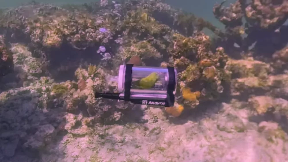 Pozor, ptič pod vodo! / Foto: Zajem Zaslona/instagram