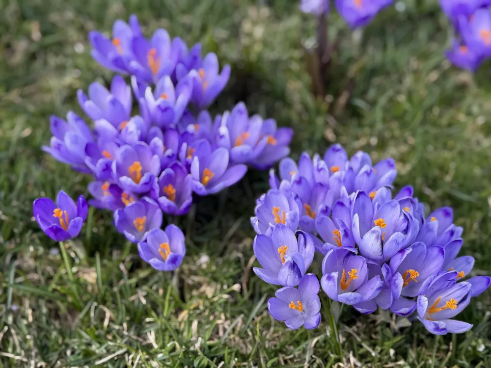 Cvetoči žafrani na Veliki planini. 