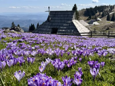 Cvetoči žafrani na Veliki planini. 