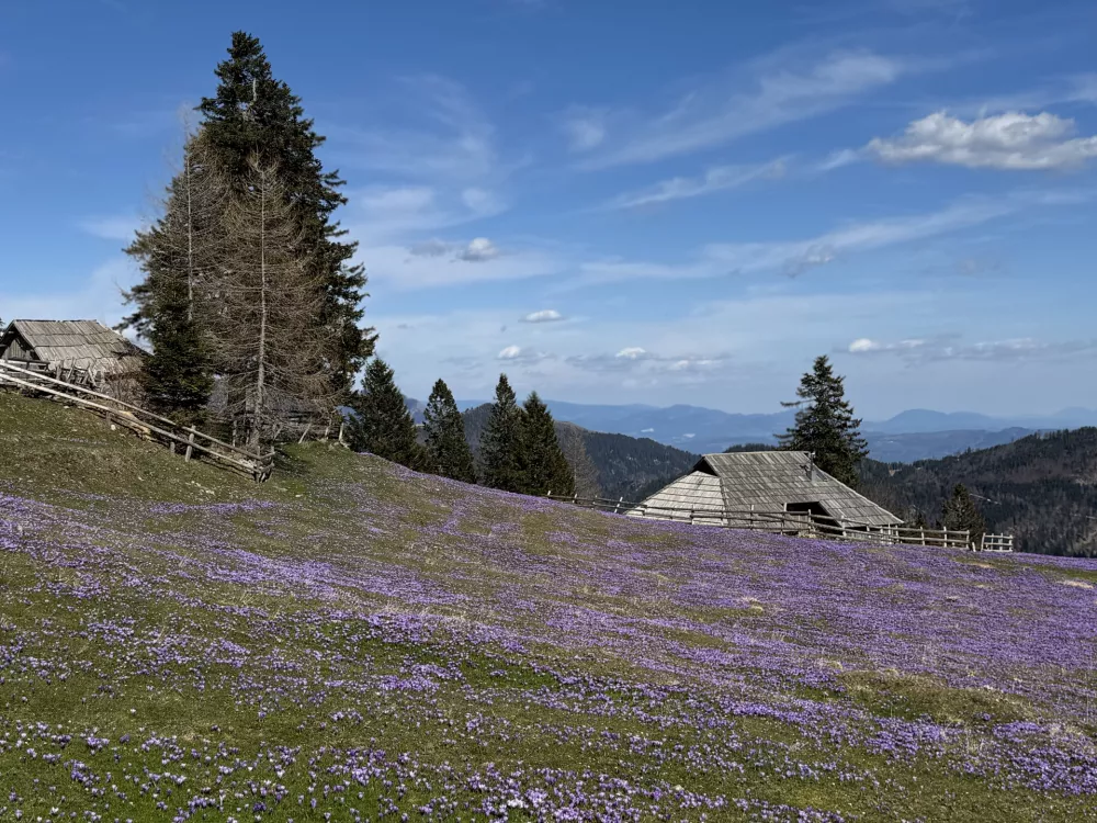 Cvetoči žafrani na Veliki planini. 