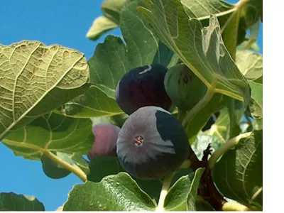 figa, smokva, sadež, ilustacija