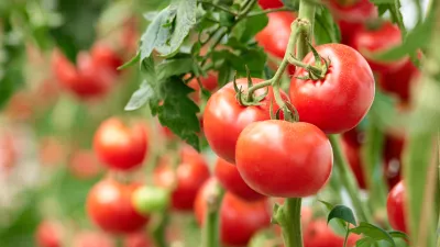Three ripe tomatoes on green branch. Home grown tomato vegetables growing on vine in greenhouse. Autumn vegetable harvest on organic farm. / Foto: Denisfilm