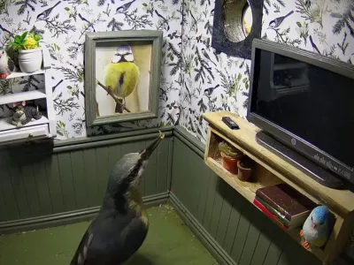 Story from Jam Press (Bird Box Flat)Pictured: A video grab showing a bird visiting Kate MacRae's bird box.VIDEO: House about that! Wildlife lover builds bird box that looks like a real flatA wildlife lover has made a bird box that looks like a real flat.Kate MacRae has created&nbsp;the&nbsp;unique design that looks like a miniature home.It features themed bird wallpaper, a TV, shelves and even a framed photo of a blue tit.And so far, it has had several viewings including from great tits, nuthatches and blue tits.But no permanent residents have moved in.Kate hand built the feature at her home near Llandeilo, south Wales.She said she wanted to make something practical and fun."I love finding creative ways to help wildlife," she told&nbsp;creatorzine.com."This nest box was designed and built by me as part of an avian estate agents."I specialise in building a range of nest boxes, where I film the occupants as they raise their families."Every year I build a furnished box with doll's house furniture."I aim to educate and enthuse people about the amazing wildlife we have visiting our gardens."And this kind of box attracts people to my work, who would not normally be interested in watching nest box footage."I've mounted cameras inside and am hoping for residents."Posting a video on Instagram yesterday (Mar 29) of the flat receiving a viewing, Kate wrote: "I've lowered the rent on this furnished property and this great tit has viewed the property twice in one day."Has asked if they could change the picture on the wall."I really hope someone takes on this beautiful apartment (because it took blooming ages to make!)."Come on great tits&hellip; it's perfect for you!"Viewers have praised the design, with many commenting on its realistic appearance and charm.One person said: "I'm not joking, you could rent this out for Ł1,000 a month in Bournemouth and call it a small studio flat."Someone else added: "Well, I'll take it if they don't."While a third person said: "That is amazing."I love it so much."Known as WildlifeKate she has been featured on BBC Springwatch, Countryfile and The One Show among others.The nest box will join her live stream cameras which people can watch.ENDSEDITOR'S NOTE:&nbsp;Video Usage Licence: (NON-EXCLUSIVE) We have obtained a non-exclusive licence from the copyright holder. A copy of the licence is available on request.Video Restrictions: None.,Image: 1087675407, License: Rights-managed, Restrictions: EDITOR'S NOTE:&nbsp;Video Usage Licence: (NON-EXCLUSIVE) We have obtained a non-exclusive licence from the copyright holder. A copy of the licence is available on request.Video Restrictions: None., Model Release: no