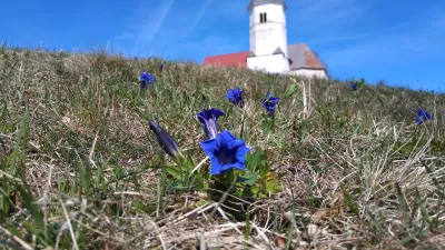 clusijev svi&scaron;č sveti Lovrenc / Foto: Katja Petrovec 