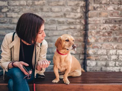 Žival lahko iz na&scaron;ega glasu razbere, kak&scaron;ni so na&scaron;i nameni. / Foto: Istock