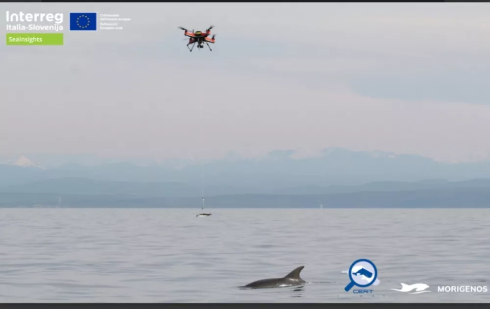 Genetsko vzorčenje delfinov z uporabo novih tehnologij. Foto: Morigenos / Foto: Morigenos