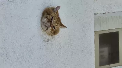 Hrvaški gasilci so rešili v zidu zataknjenega mačka. 