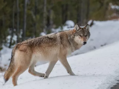 Sivi volk. Slika je simbolična. / Foto: Istock