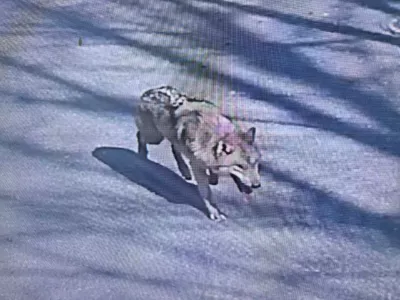 A wolf that went missing after escaping from its enclosure in O-world zoo, roams in the zoo premises in Daejeon, South Korea April 8, 2026 in this still image of surveillance footage video playing on a screen.  Daejeon City Corporation/Handout via REUTERS  THIS IMAGE HAS BEEN SUPPLIED BY A THIRD PARTY. NO RESALES. NO ARCHIVES. MANDATORY CREDIT.