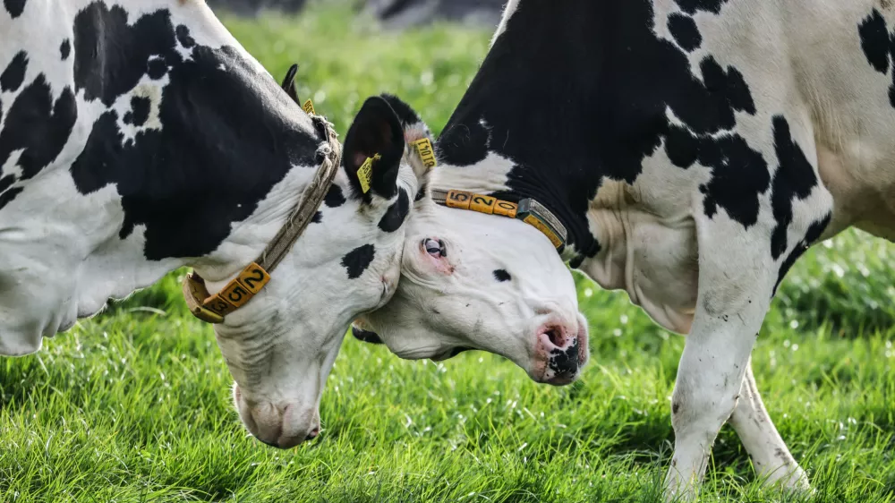 Dairy cows struggle on a meadow during the first grazing of the year in Leverkusen, Germany Thursday, April 9, 2026. (Oliver Berg/dpa via AP)