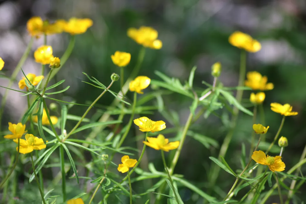 Zlatica na travniku. Slika je simbolična.
