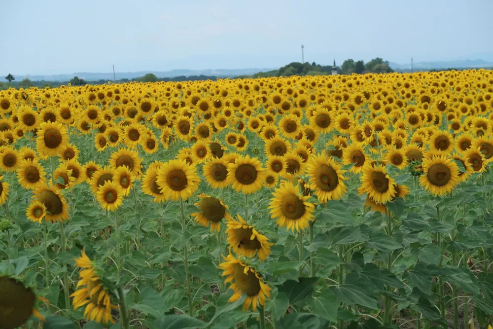 Prekmurje, polje, njiva, sončnica. Foto: Tatjana Pihlar 