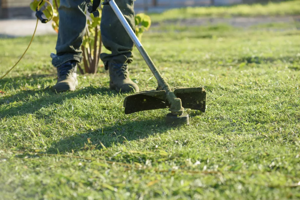Prenizka ko&scaron;nja dolgoročno slabi samo travo in uničuje biodiverziteto rastlinskih vrst. / Foto: Getty Images