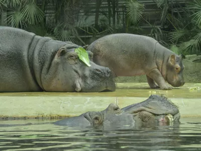 Flusspferde Mutter Nala mit Kind Willi, vorne Vater Bouli, Zoologischer Garten, Berlin, Deutschland *** Hippopotamus mother Nala with child Willi, father Bouli in front, Berlin Zoological Garden, Germany No Use Switzerland. No Use Germany. No Use Austria
