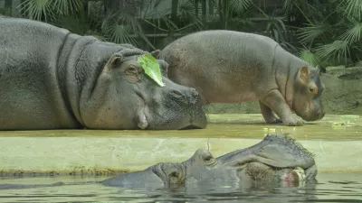 Flusspferde Mutter Nala mit Kind Willi, vorne Vater Bouli, Zoologischer Garten, Berlin, Deutschland *** Hippopotamus mother Nala with child Willi, father Bouli in front, Berlin Zoological Garden, Germany No Use Switzerland. No Use Germany. No Use Austria