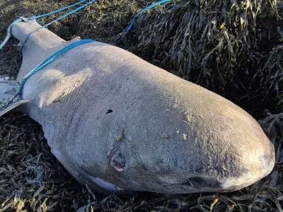 Grenlandski morski pes, naplavljena na irsko obalo, ki lahko živi tudi 500 let. 