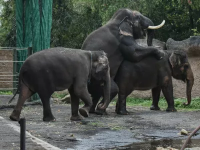 April 14, 2026, Batu City, East Java, Indonesia: A male Sumatran elephant and a female elephant on a month mating period an enclosure pond at Batu Secret Zoo in Batu City, East Java, Indonesia, on April 14, 2026.Batu Secret Zoo now has a total of five elephants: one adult male, three adult females, and one calf from the breeding program,Image: 1090914978, License: Rights-managed, Restrictions:, Model Release: no