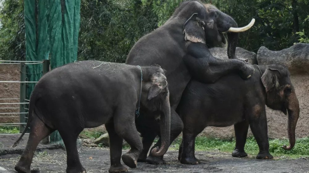 April 14, 2026, Batu City, East Java, Indonesia: A male Sumatran elephant and a female elephant on a month mating period an enclosure pond at Batu Secret Zoo in Batu City, East Java, Indonesia, on April 14, 2026.Batu Secret Zoo now has a total of five elephants: one adult male, three adult females, and one calf from the breeding program,Image: 1090914978, License: Rights-managed, Restrictions:, Model Release: no
