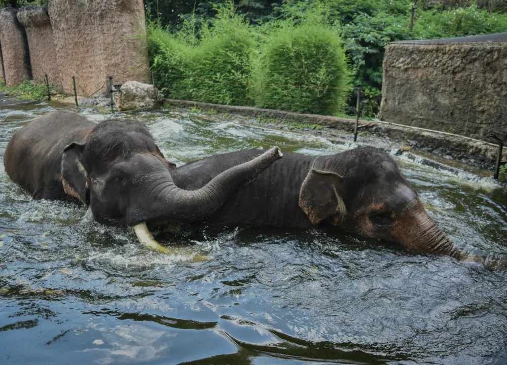 April 14, 2026, Batu City, East Java, Indonesia: A male Sumatran elephant chases a female elephant on a month mating period an enclosure pond at Batu Secret Zoo in Batu City, East Java, Indonesia, on April 14, 2026.Batu Secret Zoo now has a total of five elephants: one adult male, three adult females, and one calf from the breeding program,Image: 1090915022, License: Rights-managed, Restrictions:, Model Release: no