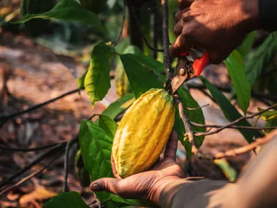 Kakav bistveno cenej&scaron;i, a proizvajalci čokolade se obotavljajo z zniževanjem cen