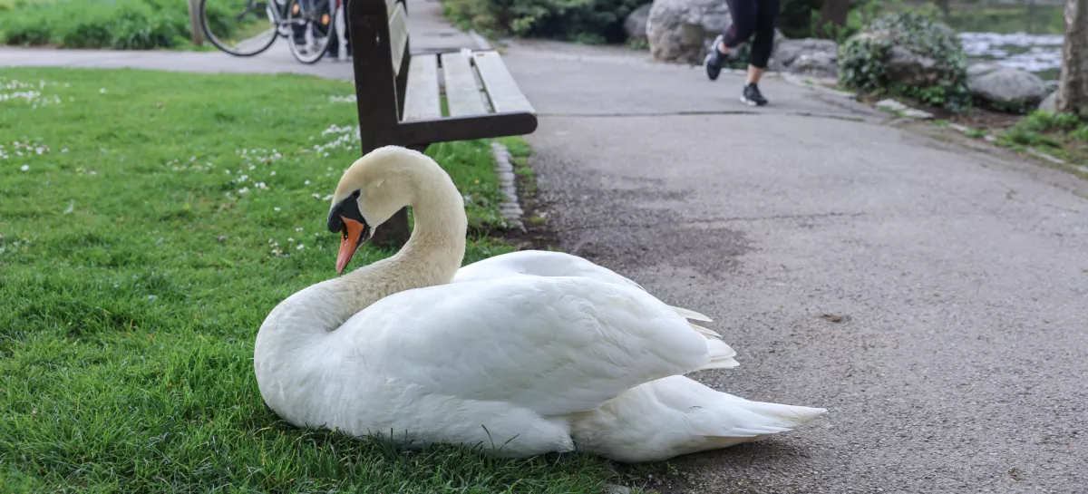 - 15.04.2026 - labod, Tivoli//FOTO: Jaka Gasar / Foto: Jaka Gasar