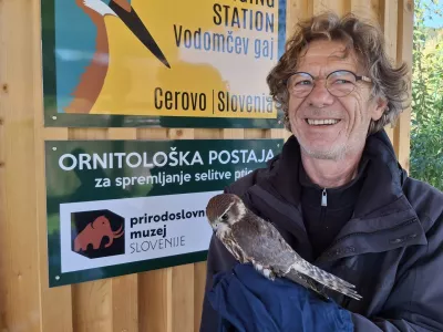 Ptičje vragolije v gnezdih po mestu