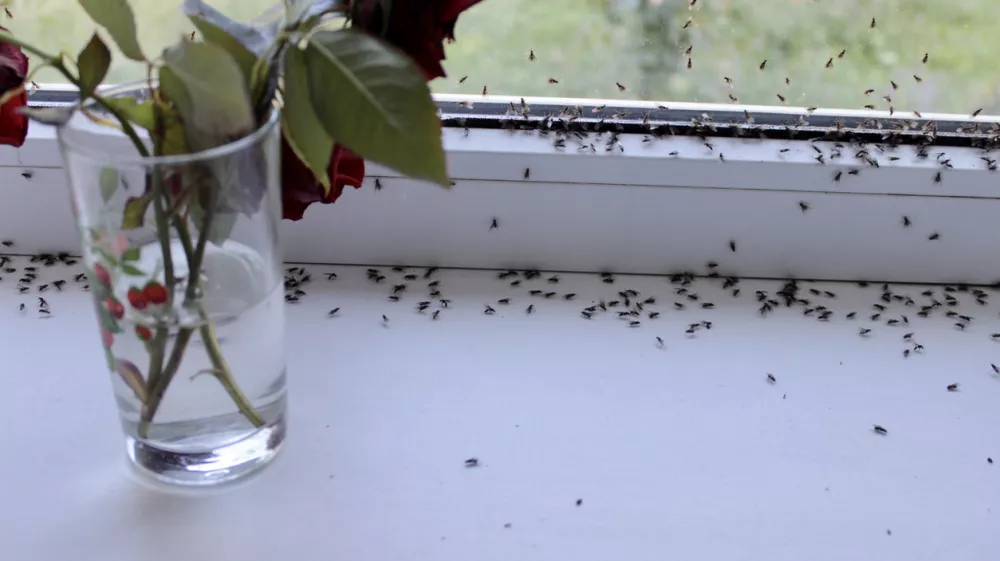 Winged flies of house insects on the white windowsill crawled out in the summer