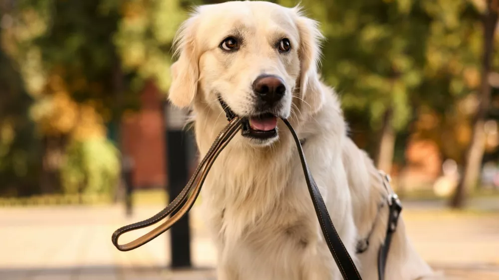Walking with dog. Cute Golden Retriever with leash outdoors,Image: 1063111188, License: Royalty-free, Restrictions:, Model Release: no