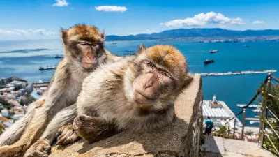 Barbary Macaques in Gibraltar.