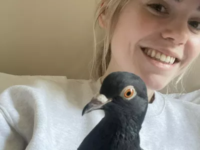 EXCLUSIVE: Story from Jam Press (Womans Pet Pigeon) Pictured: Social media reacts after a woman reveals she has a pet pigeon she carries in her handbag.VIDEO: 'I have a pet PIGEON that I carry in my handbag'A woman who carries her pet pigeon around in her handbag says she "feels like a proud mum" when people spot them together.Abby Jardine regularly brings her pet pigeon out for the day, carried in a dedicated bag &ndash; whether it's to run errands, meet friends or just go for a walk in the park.She said the pigeon, named Pidge, "pretty quickly became a permanent family member".The 28-year-old found the baby pigeon when she was around three weeks old and had been pushed out of her nest too early."She was trying to hide in a corner near some trash near my apartment," Abby told What's The Jam."I checked on her every time I went out that day, and was really worried about her since it was a busy street, so I ended up catching her in a bag and taking her inside."She couldn't fly or eat on her own, so she wouldn't have made it outside."I thought this would be a temporary thing, where I took care of her for a few weeks and then let her go."However, the content creator quickly found it hard to detach &ndash; as pigeons are intelligent and affectionate creatures.She added: "Baby birds bond extremely fast, and I found out that pigeons are domestic animals and thrive as pets."They typically live 15+ years as pets instead of just two or three years on the street."After a couple of weeks caring for her at home, Pidge had grown a lot, and I wanted to be able to take her with me to my friends' and boyfriend's apartments."I had an extra purse sample from when I used to work in handbags, and it was kind of the perfect size for carrying a pigeon."I tried taking an Uber with her in the bag, and it worked surprisingly well."Plus, she obviously enjoyed looking out the window during the drive."From then, Abby &ndash; who is based in New York City &ndash; says she regularly started tak.23 Jan 2026Pictured: Story from Jam Press (Womans Pet Pigeon) Pictured: Abby with Pidge the pigeon.VIDEO: 'I have a pet PIGEON that I carry in my handbag'A woman who carries her pet pigeon around in her handbag says she "feels like a proud mum" when people spot them together.Abby Jardine regularly brings her pet pigeon out for the day, carried in a dedicated bag &ndash; whether it's to run errands, meet friends or just go for a walk in the park.She said the pigeon, named Pidge, "pretty quickly became a permanent family member".The 28-year-old found the baby pigeon when she was around three weeks old and had been pushed out of her nest too early."She was trying to hide in a corner near some trash near my apartment," Abby told What's The Jam."I checked on her every time I went out that day, and was really worried about her since it was a busy street, so I ended up catching her in a bag and taking her inside."She couldn't fly or eat on her own, so she wouldn't have made it outside."I thought thi.,Image: 1068518183, License: Rights-managed, Restrictions: NO Australia, Germany, Norway, South Korea, Sweden, United Kingdom, United States, Unknown Country, Model Release: no