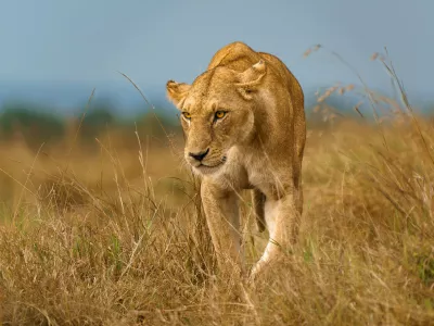 A lioness prowls through the tall grasses in the Maasai Mara in Kenya walking directly toward the photographer's camera.