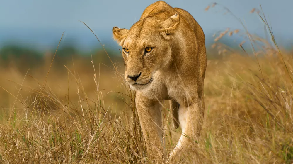 A lioness prowls through the tall grasses in the Maasai Mara in Kenya walking directly toward the photographer's camera.