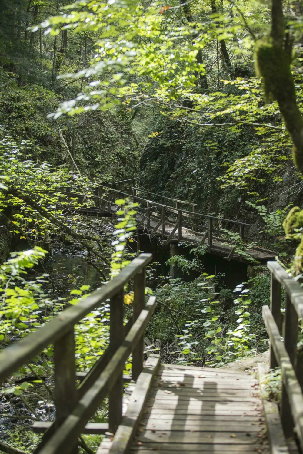 Skrivnostni svet Gorskega kotarja. Foto: HTS