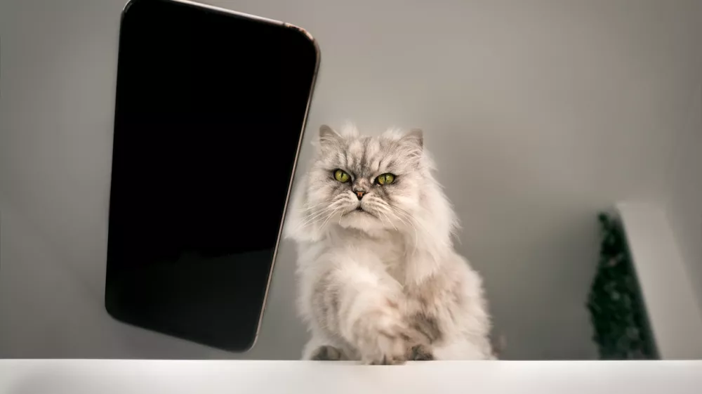 Naughty playful bad cat throwing or dropping mobile phone on the floor from the table. Concept of damage from pets. Disobedient behavior of domestic animal. Cat breaking things. High quality photo / Foto: Daria Kulkova Getty Images/istockphoto