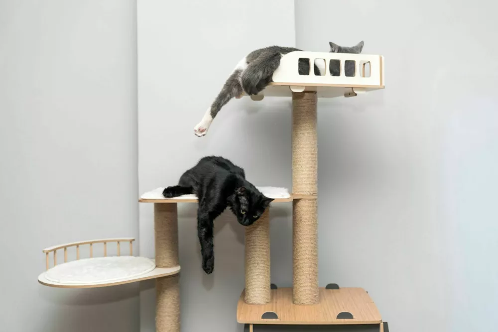 two cat laying, sleeping, relaxing on a soft cats shelf of a cats house, cat tower, cat tree on top indoors. a grey and white cat laying on top of a scratching post. pet ownership, pet friend / Foto: Artphoto21
