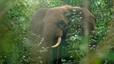 Elephants seen through thick vegetation in forest at Pongara National Park, near Libreville, Gabon, October 16, 2021. REUTERS/Christophe Van Der Perre