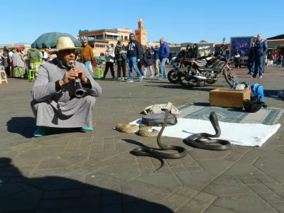 February 28, 2024 - Marrakesh, Morocco: A snake charmer plays his tune in front of two dangerous snakes in the market square of Marrakesh.