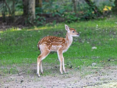 Foto: ZOO Ljubljana
