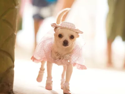 Čivava z Beverly Hillsa film