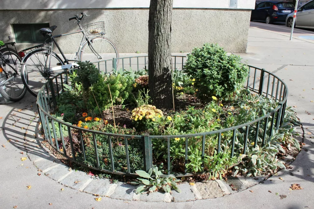 Na Dunaju je priljubljena vrtičkarska dejavnost tudi skrb za zelenico ob mestnih drevesih. Foto: Stadt Wiena