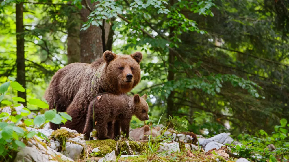 Brown bear - close encounter with a big mother wild brown bear with her cubs in the forest and mountains of the Notranjska region in Slovenia