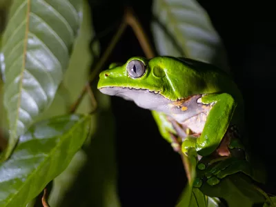 Phyllomedusa bicolor is a frog from Amazonas rainforest used for Kamboo or cambo, traditional medicine from amazon tribes / Foto: Pablo Villota Getty Images