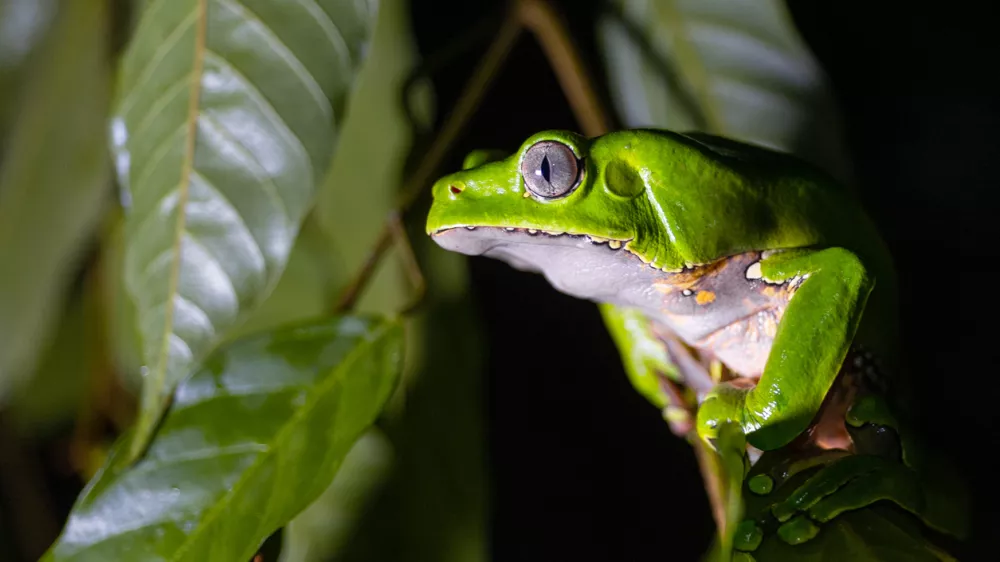 Phyllomedusa bicolor is a frog from Amazonas rainforest used for Kamboo or cambo, traditional medicine from amazon tribes / Foto: Pablo Villota Getty Images
