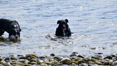 Black and white dog playing in the water / Foto: Leviticus Hayes Getty Images