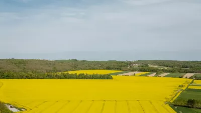 Oljna repica (Foto: Panvita)