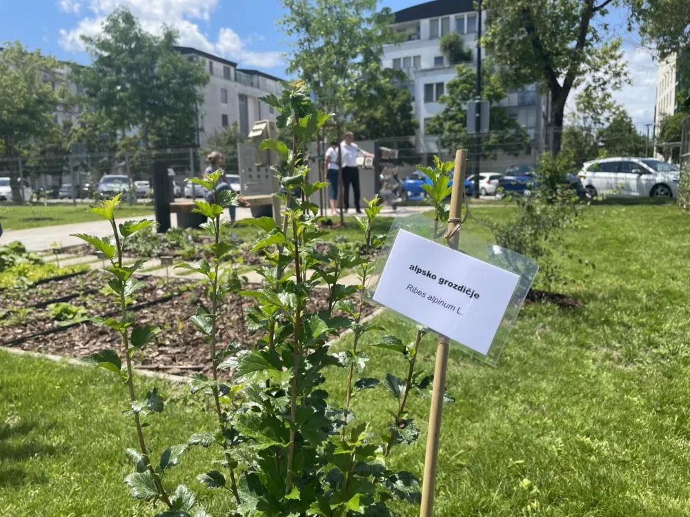 Foto: Tja&scaron;a Lampret