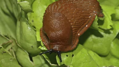 Red slug (Arion rufus),Image: 1010736178, License: Rights-managed, Restrictions:, Model Release: no 