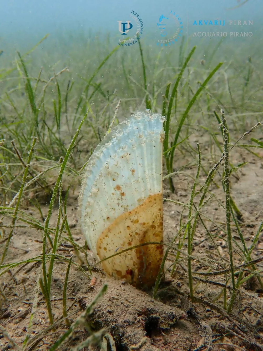  Foto: Akvarij Piran