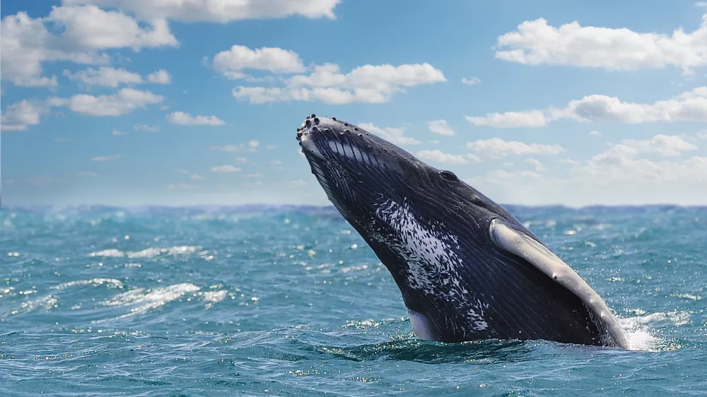 background horizon, blue sky, sunny day, ocean foreground, 1 whale, half body out of water, no people, close view
