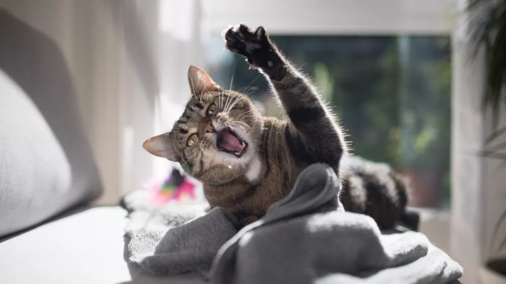 tabby domestic shorthair cat playing with a cat's toy on gray couch